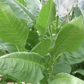 American 572, Tobacco Seed